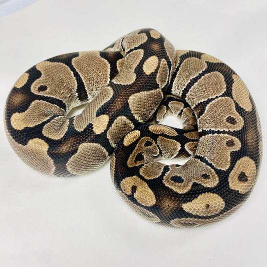 Adult Het Caramel Ball Python- Female