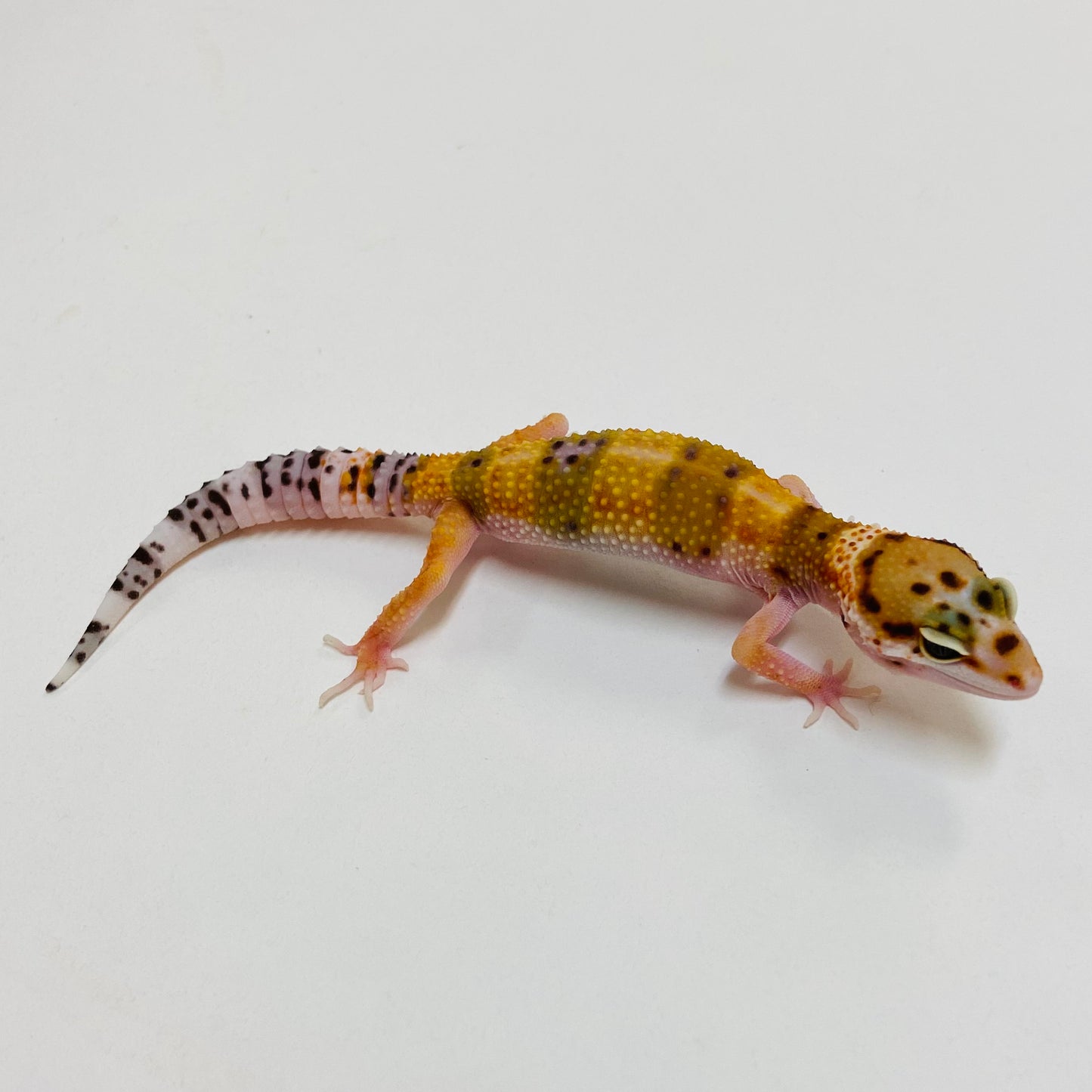 Citrine Het Tremper Leopard Gecko- Pos Female #D-C9-60723-2