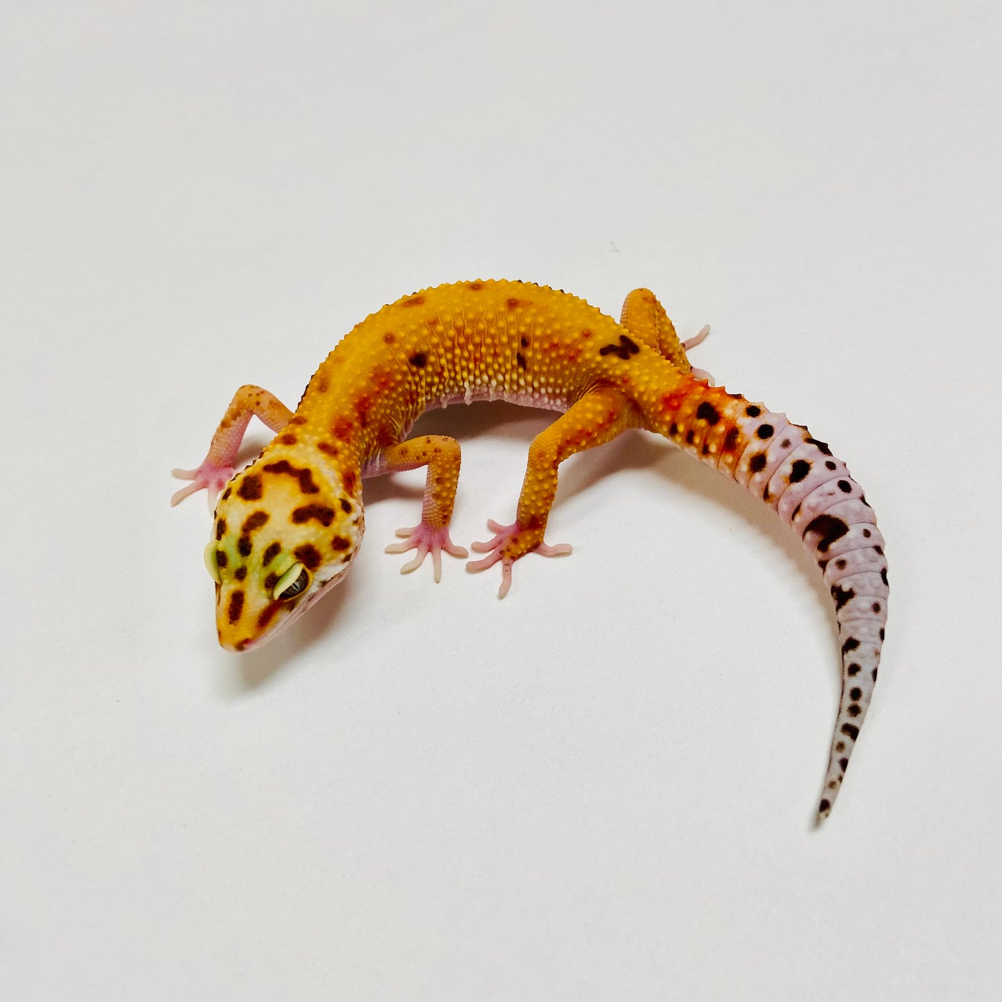 Hypo Tremper Tangerine W/Y Leopard Gecko Female E-A7-81924-1