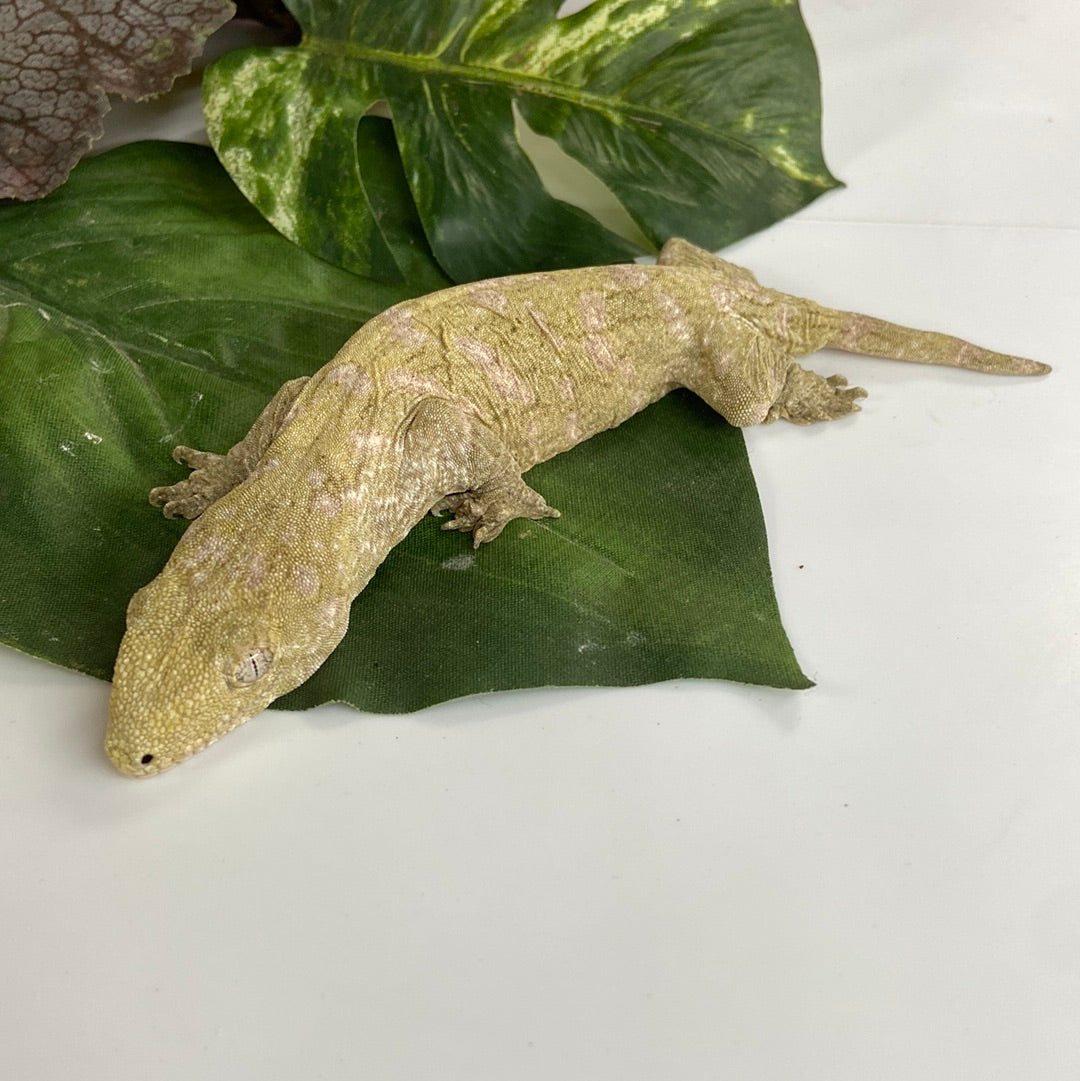Pine Isle x Nuu Ami / Brosse Leachianus Gecko- Prob Female #SF1-51723