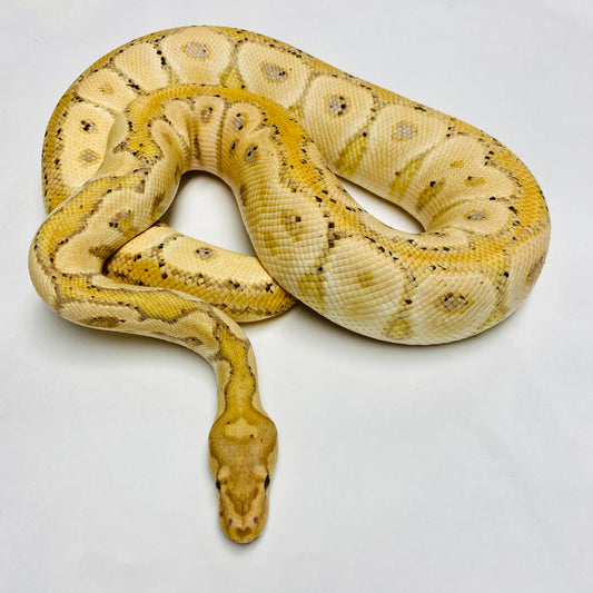 Adult Banana Clown Ball Python- Male