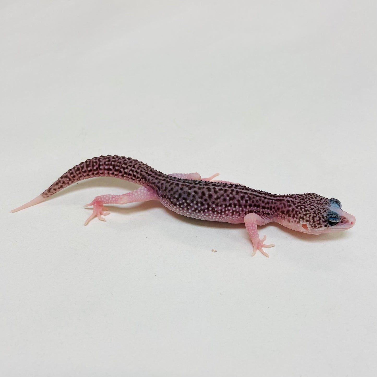 Pied Galaxy Pos Het Tremper Leopard Gecko- Pos Male #D-C7-61723-1