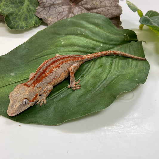 Red/Orange Stripe Gargoyle Gecko- 2023 Unsexed #A601