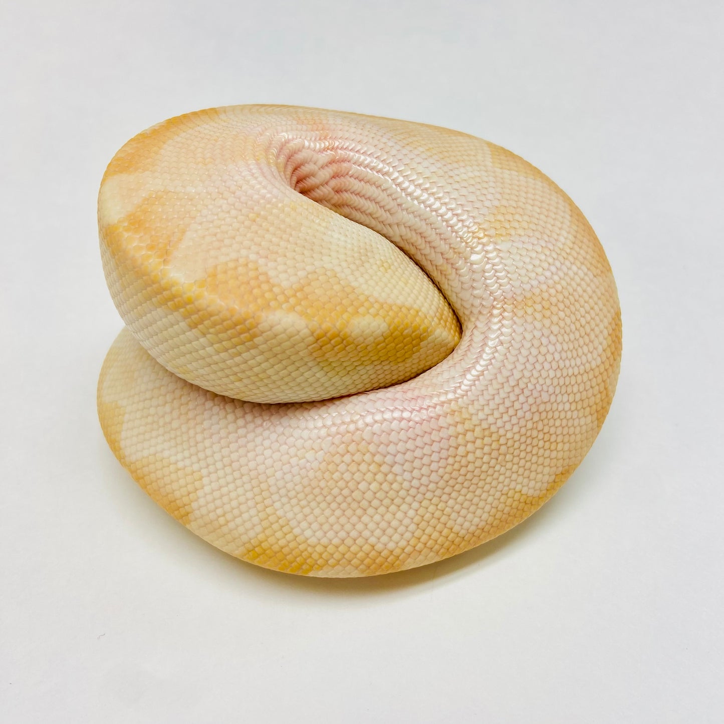 Super Special Ball Python- Male #2023M01