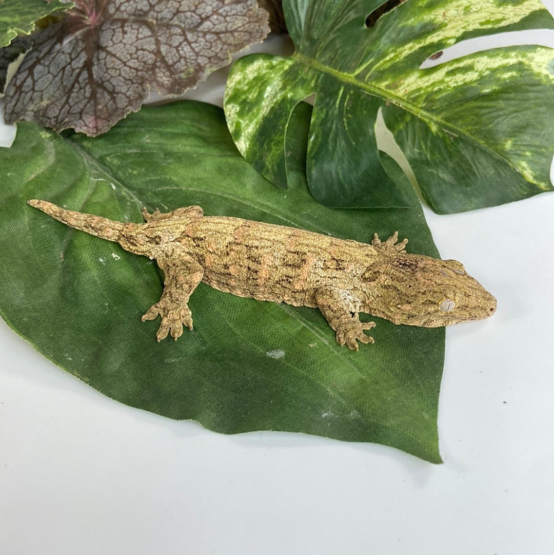 Leachianus Gecko- Pos Male 111323-FS5