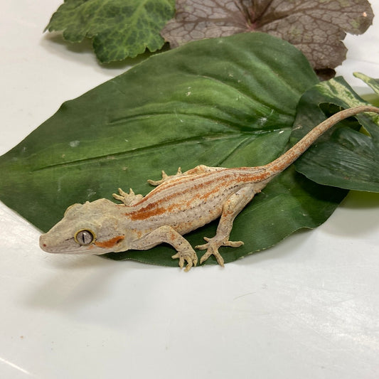 Red/Orange Super Stripe Gargoyle Gecko- 2023 Male #A401