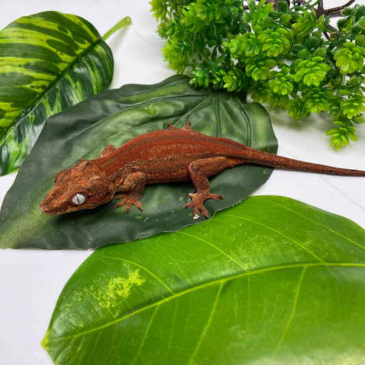 Red Stripe with Red Base Gargoyle Gecko 2023 Female JM01