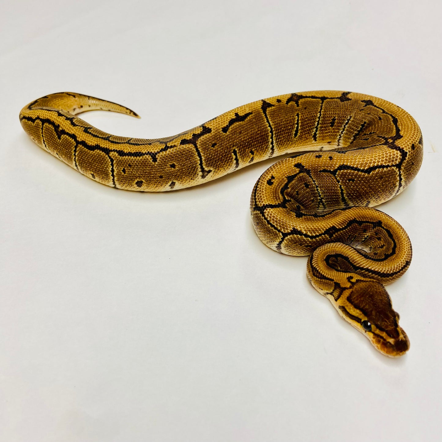 Pinstripe Ball Python- Female #2023F05