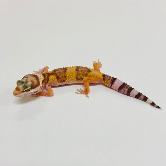 Albino Tremper Tangerine Het Eclipse Leopard Gecko- Pos Male #D-B5-60123-1