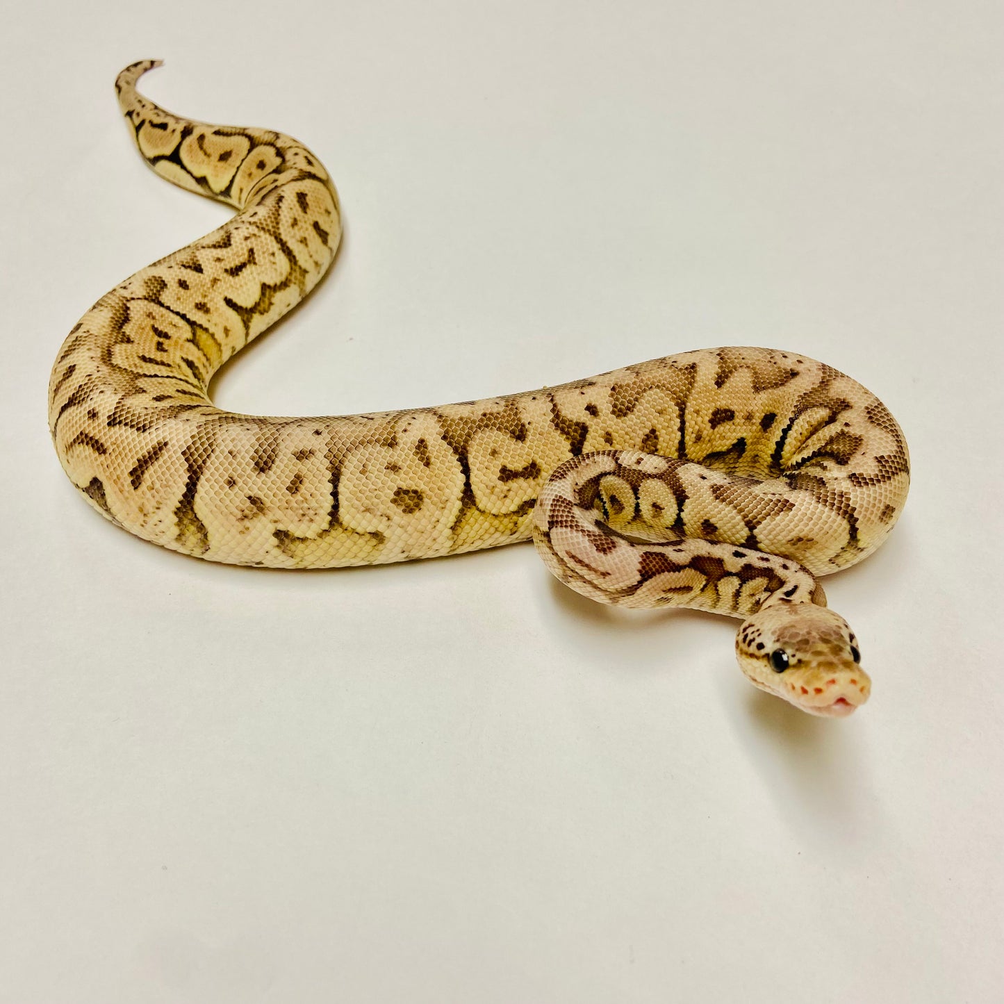 Black Pewter Lesser Ball Python- Male #2023M01