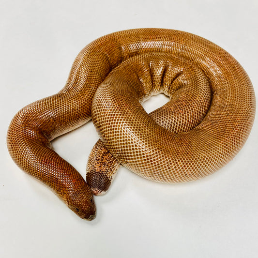 Adult Sunset Indian Sand Boa -Male