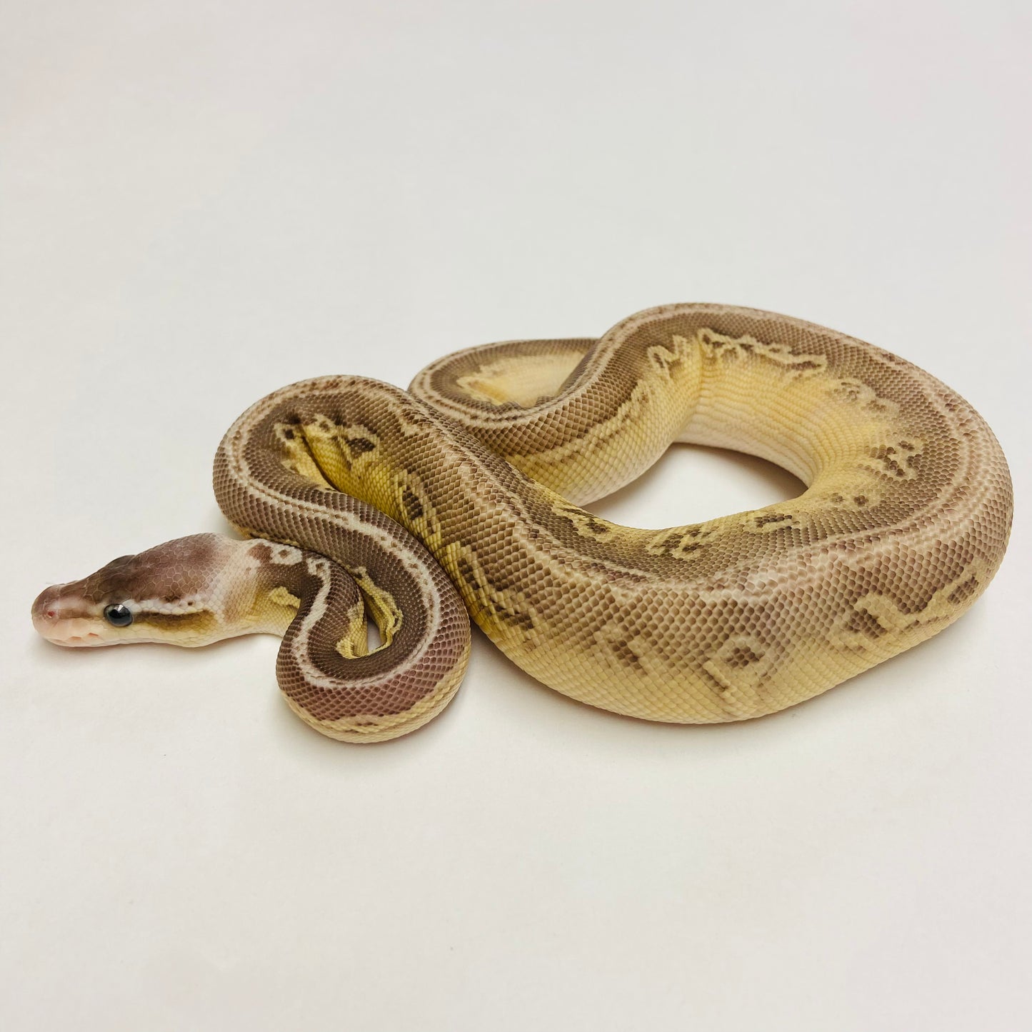 Pastel Lesser Cypress Ball Python- Female #2023F01