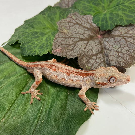 Aberrant Red/Orange Super Stripe W/ Red Spectales Gargoyle Gecko - Male #RB01