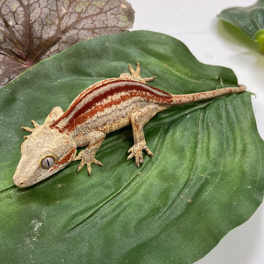 Red/Orange Stripe Gargoyle Gecko- 2023 Pos Female #A602