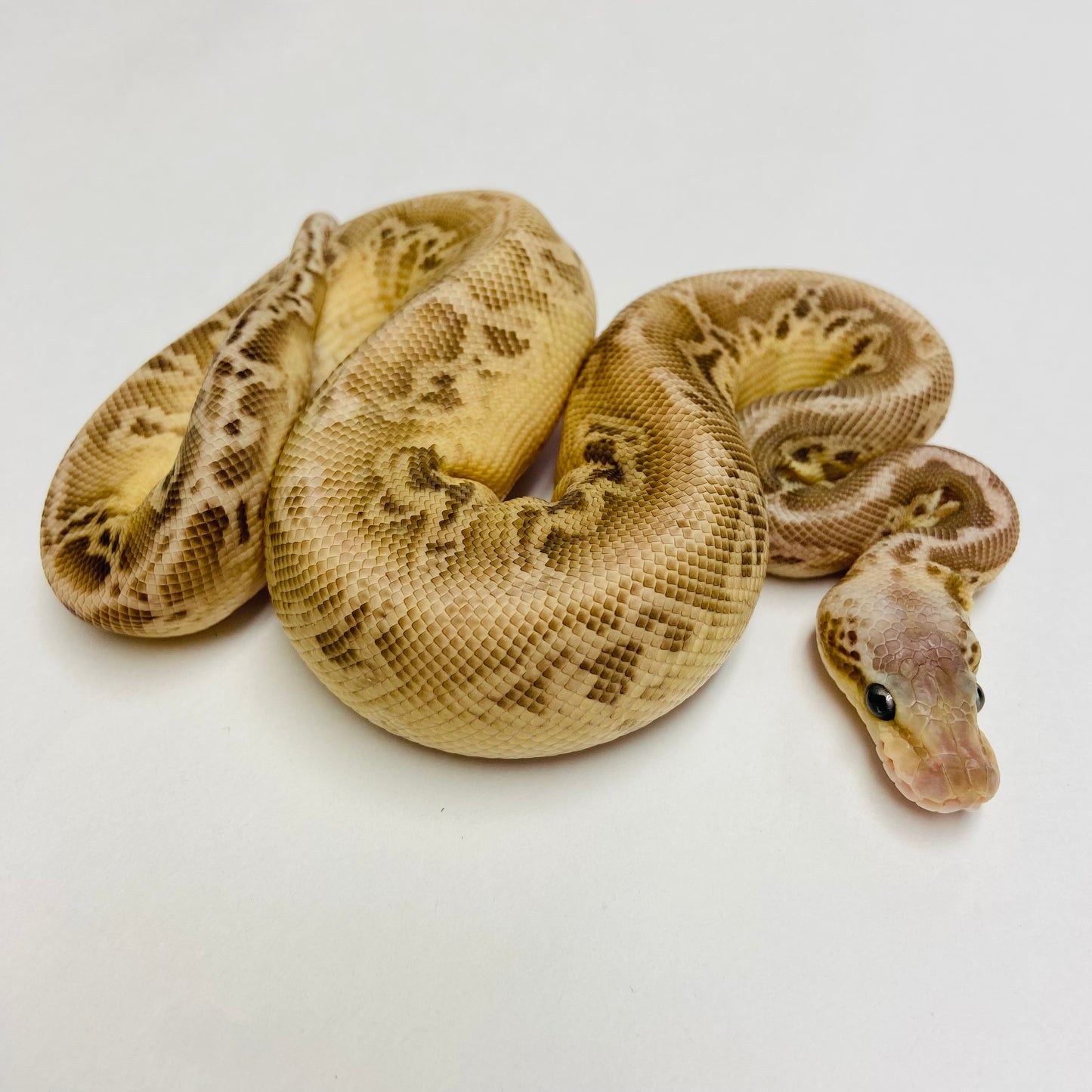 Pastel Lesser Cypress Ball Python- Male #2023M01