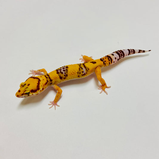 Tremper Tangerine Leopard Gecko Male E-A8-81924-1