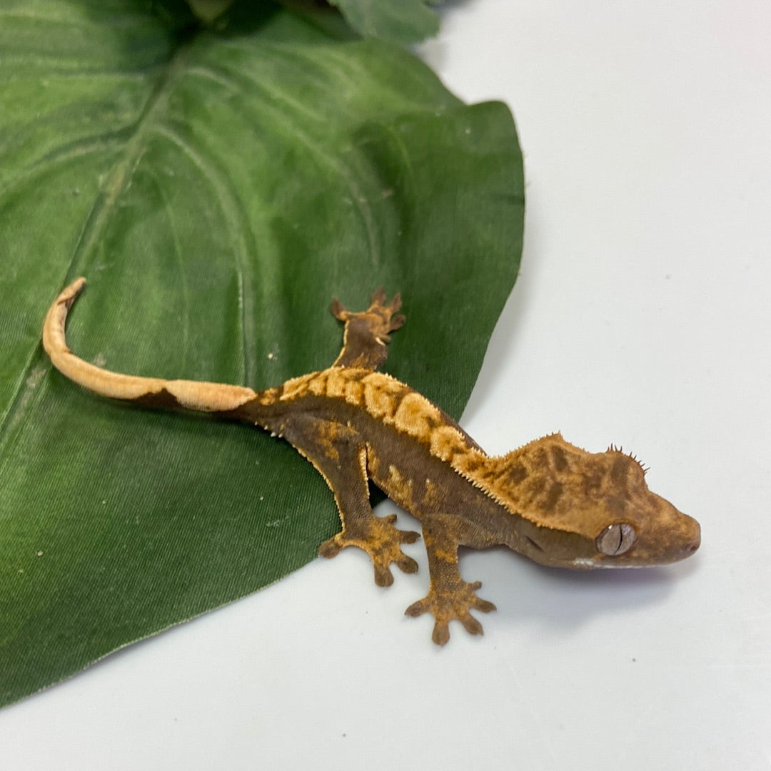 Tri Color Harlequin Crested Gecko #CGG210