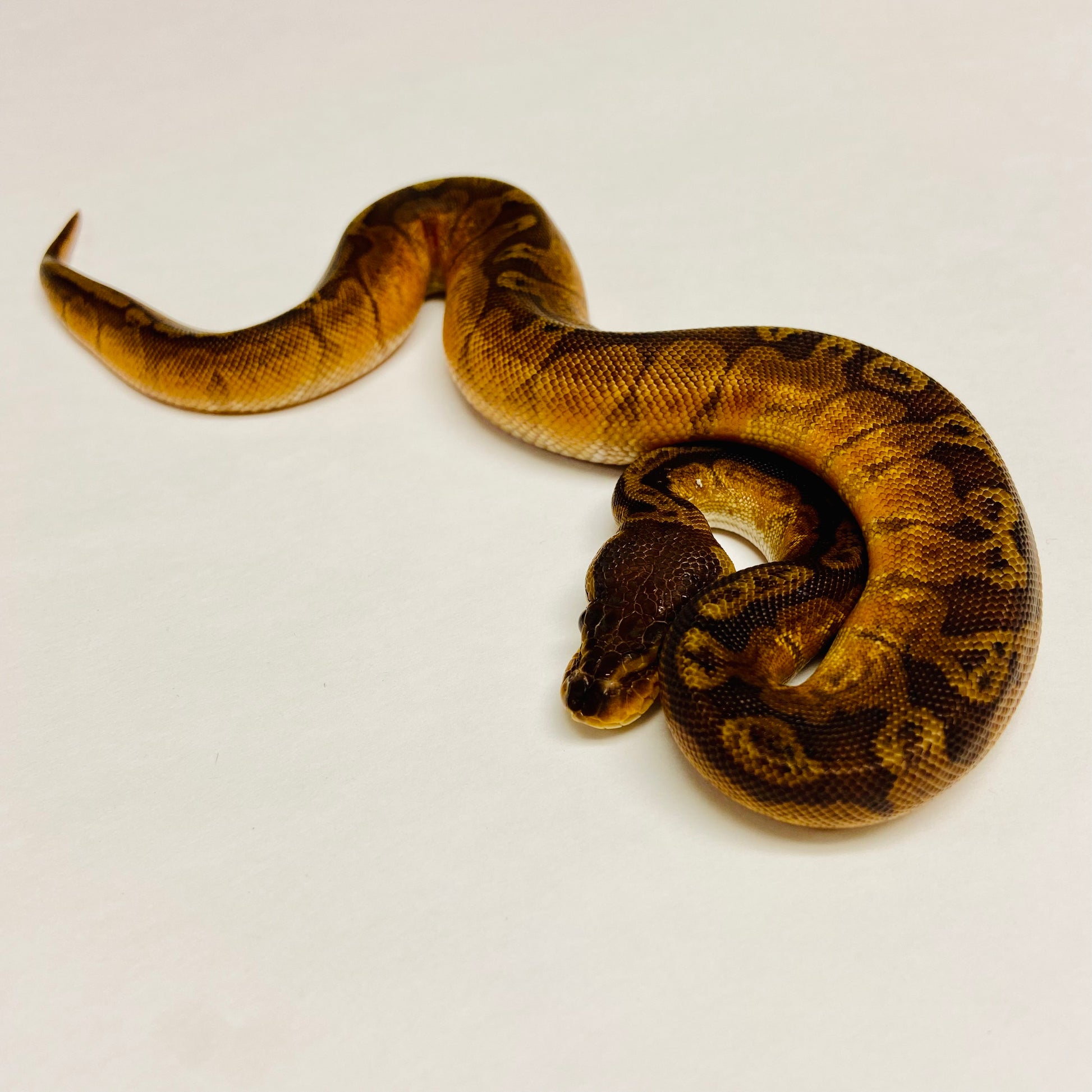 Sunset Ball Python - Female #2023F01
