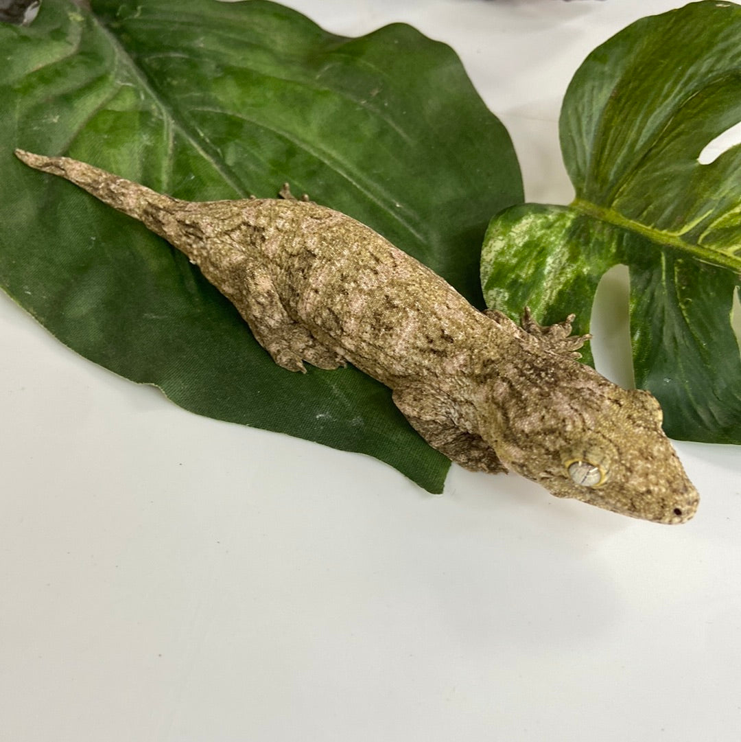 Leachianus Gecko- Prob Female 82423-FS2