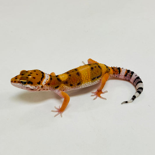 Bandit Tangerine Leopard Gecko- Pos Male #D-B3-61223-1