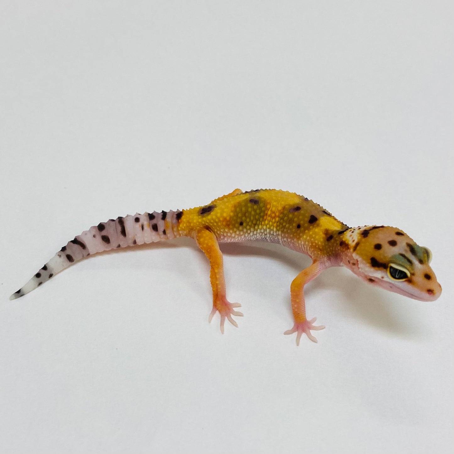 Citrine Leopard Gecko- Pos Female #D-C9-60723-1