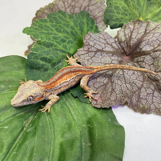 Red/Orange Stripe Gargoyle Gecko Pos Male #JP01