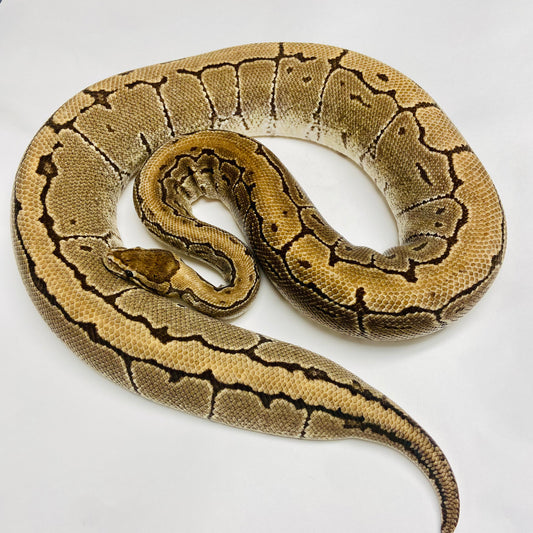 Adult Pinstripe Het Lavender Ball Python- Female