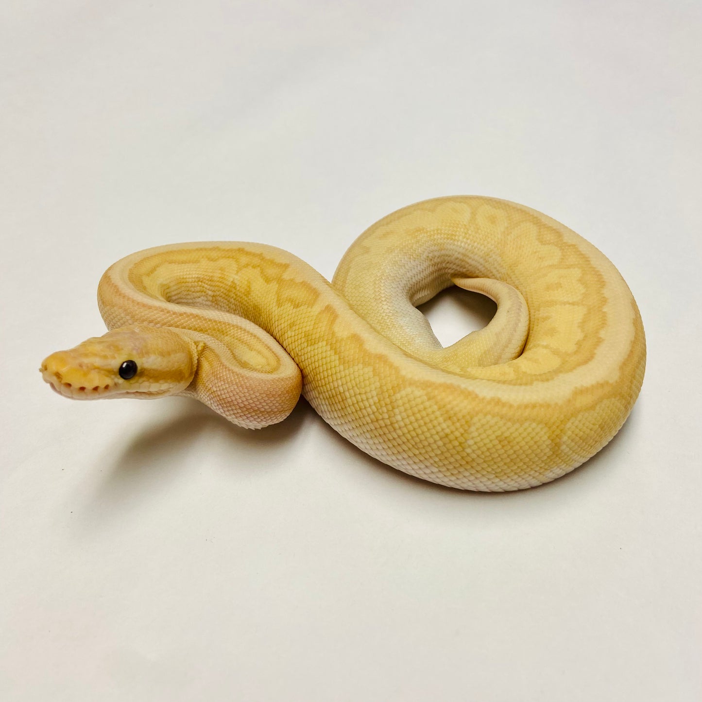 Banana Jigsaw Ball Python- Male #2023M01