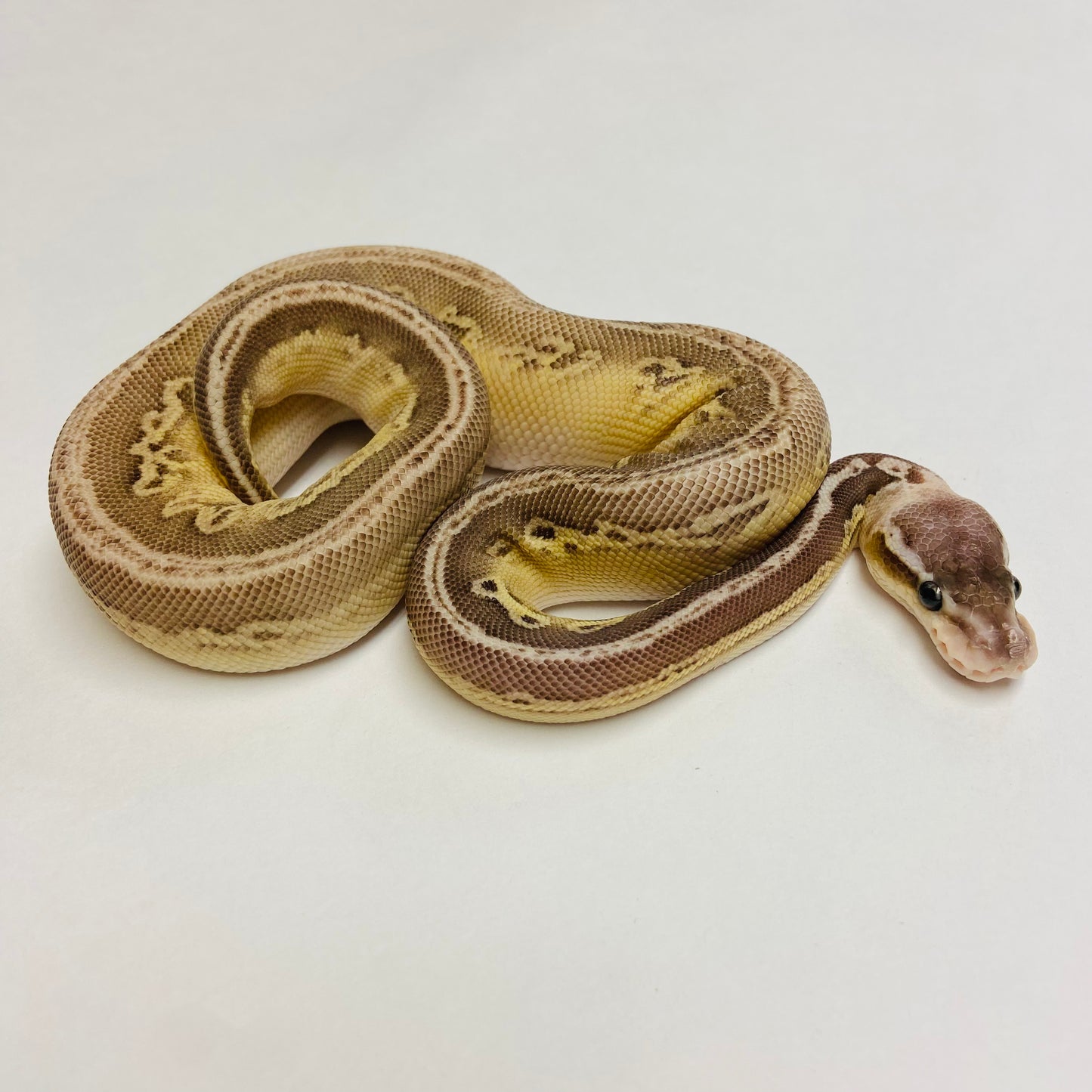 Pastel Lesser Cypress Ball Python- Female #2023F01