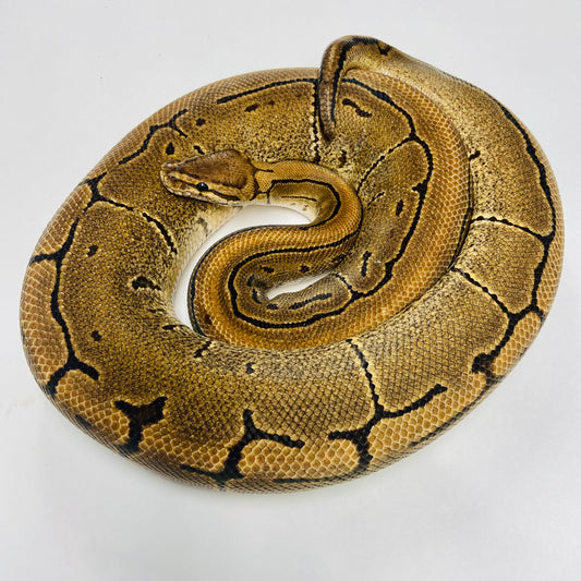 Adult Pinstripe Ball Python- Female