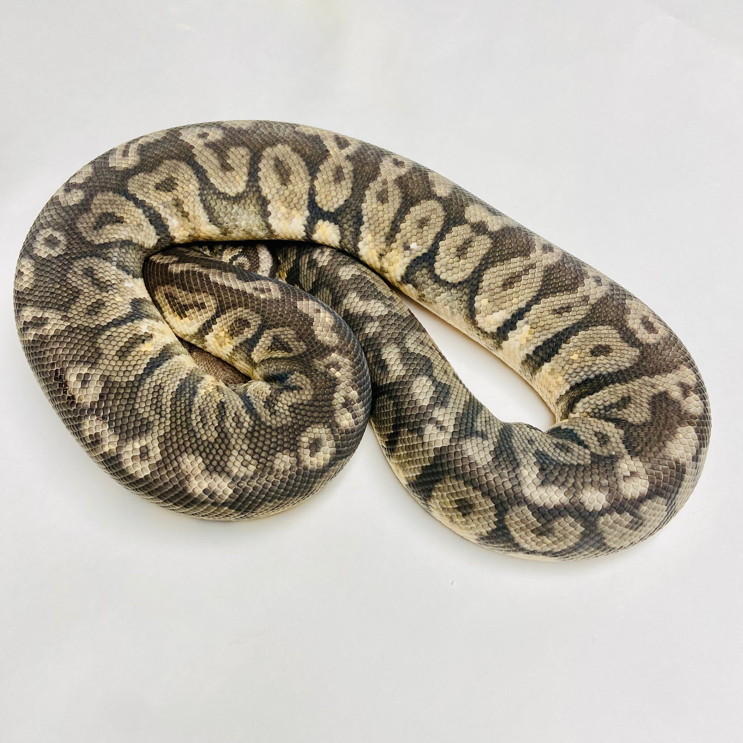 Adult Super Pastel Hidden Gene Woma Ball Python- Male