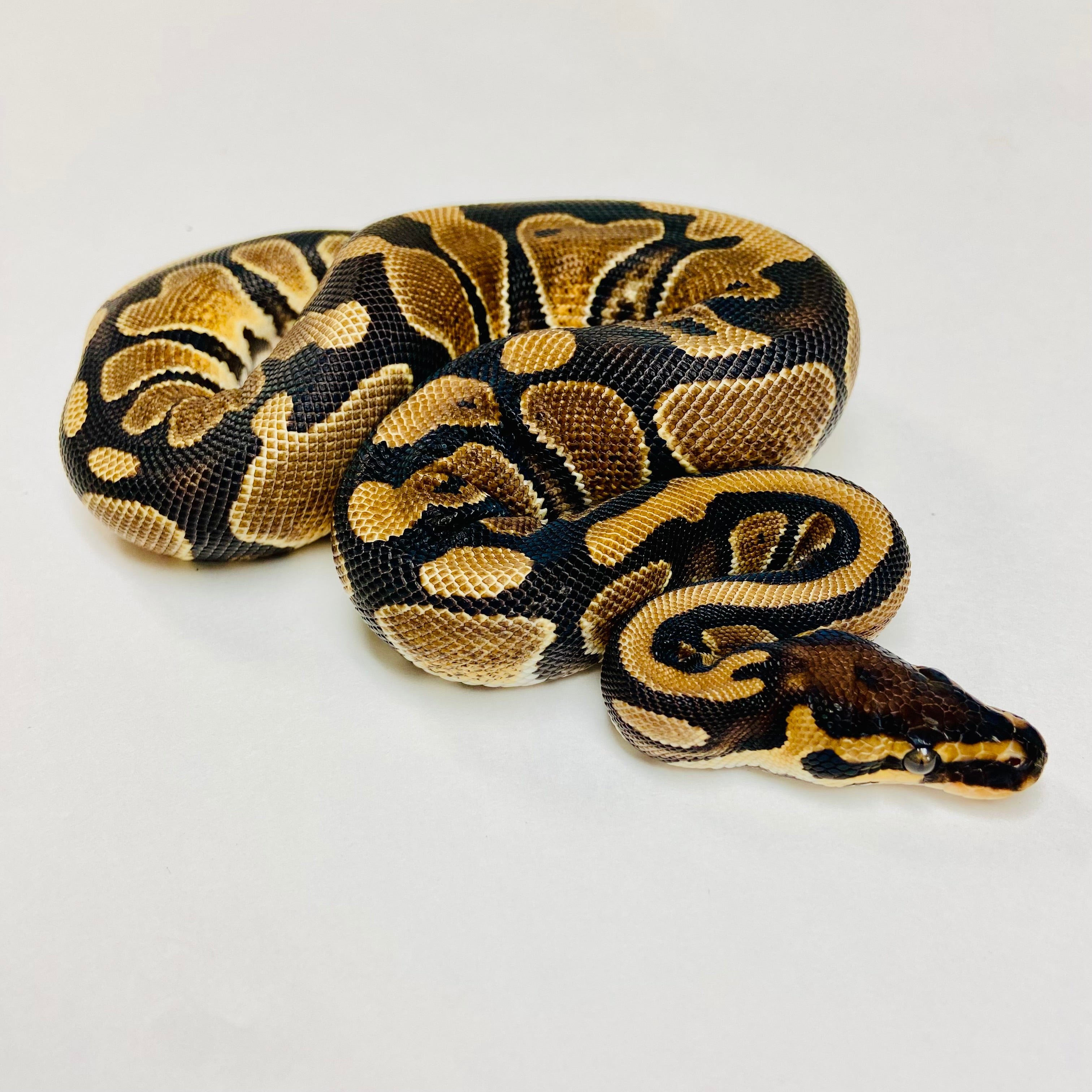 Ball Pythons for Sale at BHB Reptiles - High Quality & Wide Variety in ...