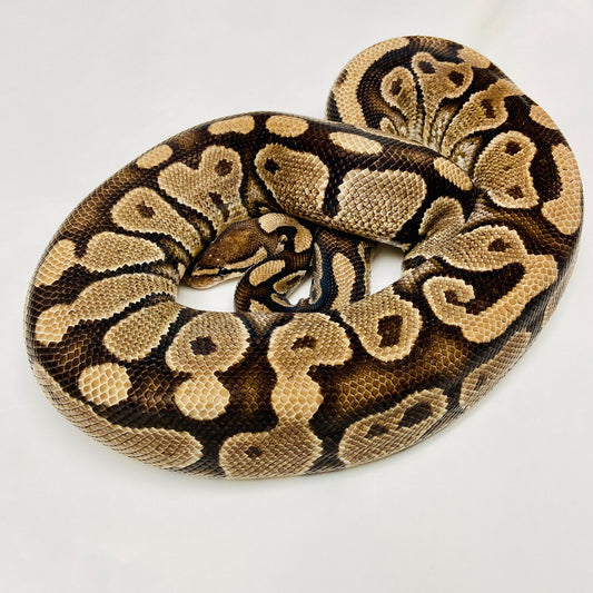 Adult Yellowbelly Het Albino Ball Python- Female