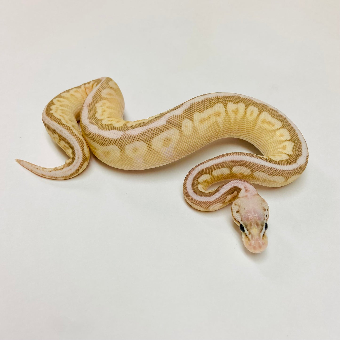 Super Pastel Lesser Bongo Ball Python- Female #2023F02