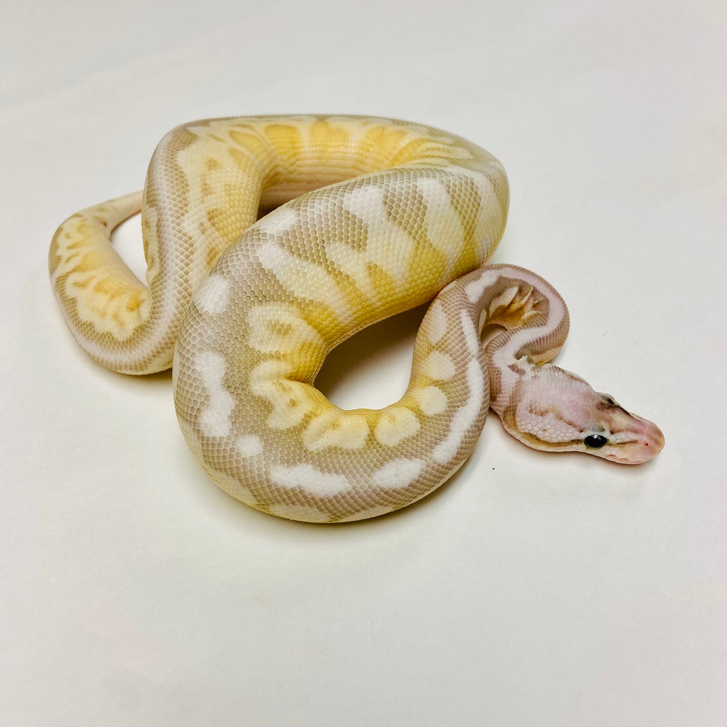 Pastel Lesser Bongo Ball Python- Male #2023M01