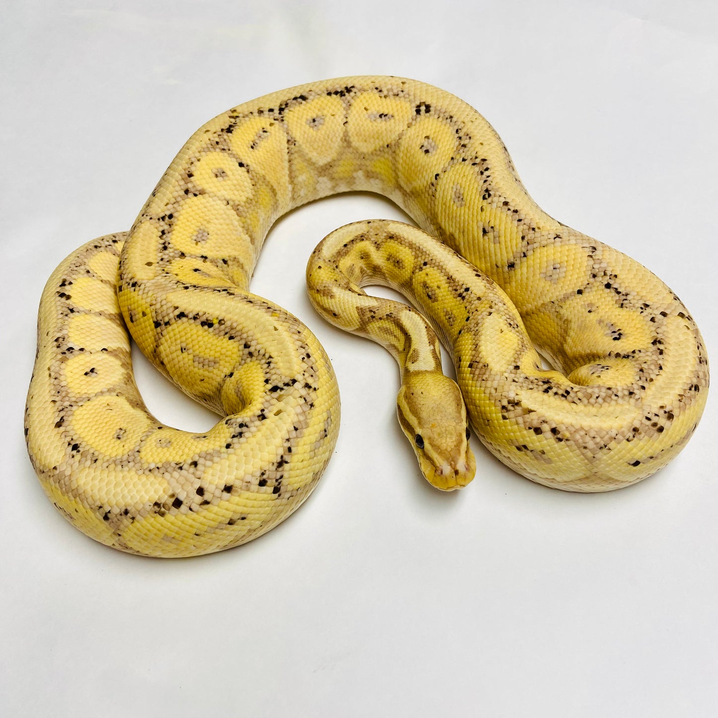 Adult Banana Lori Ball Python- Male