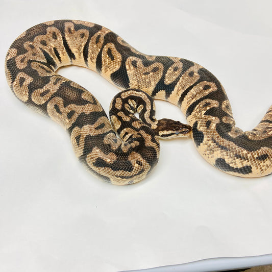 Adult Super Pastel Ball Python- Female