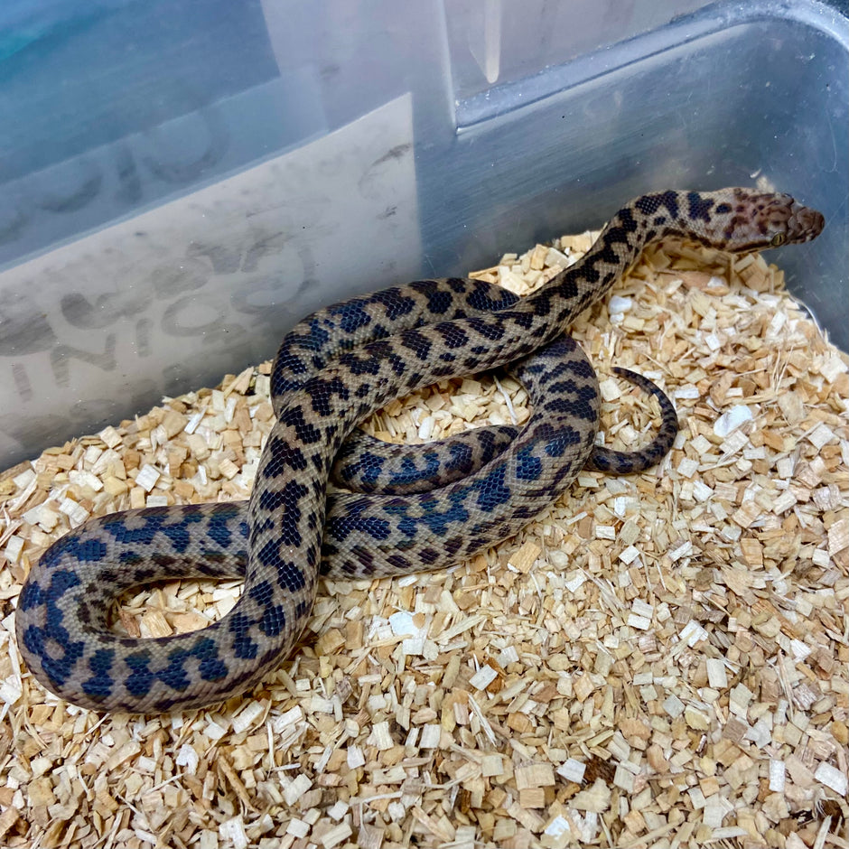 Spotted Pythons – BHB Reptiles