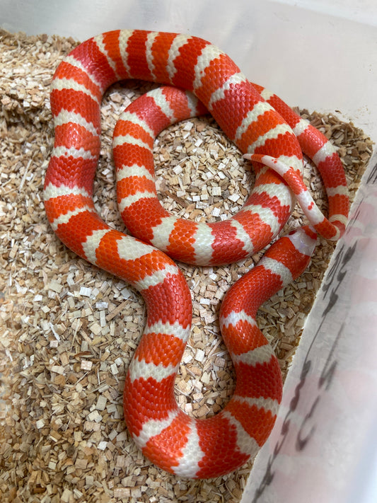 Extreme Albino Tangerine Honduran Milksnake 2023 Male M03