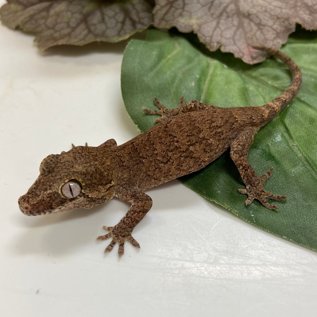 Low Exp. Orange Blotched Reticulated Gargoyle Gecko- 2023 Pos Female #LC01