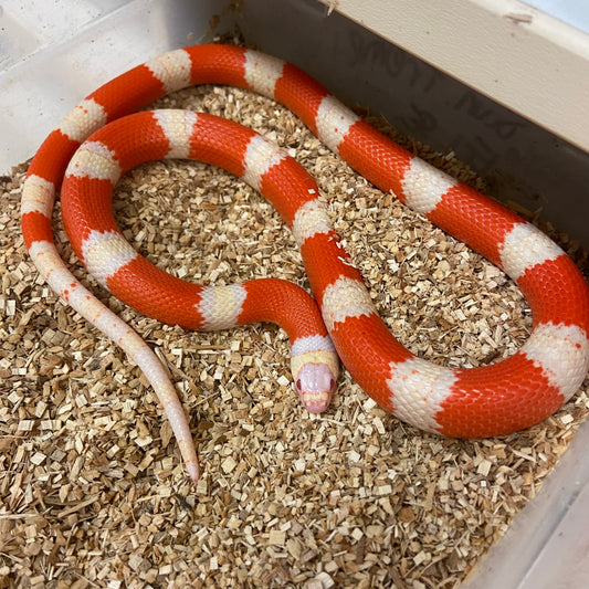 Adult Group- Albino Tangerine Honduran Milksnake Group