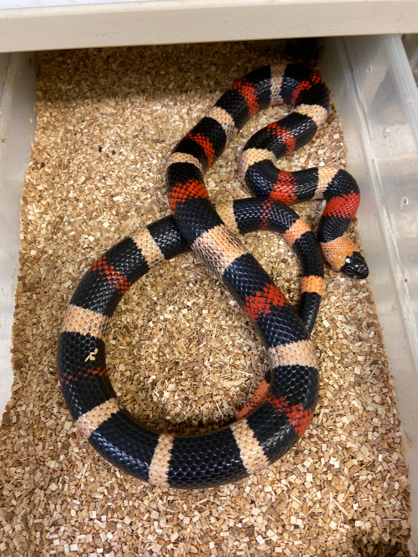 Apricot Pueblan Milk Snake 2022 Male M05