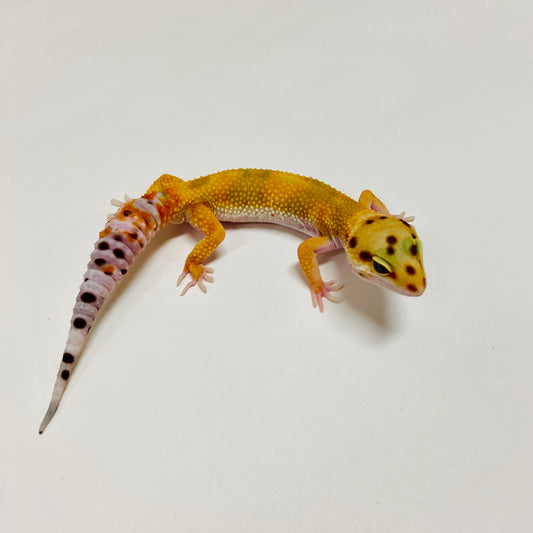 Hypo Tangerine W/Y Leopard Gecko Male E-A4-81924-1