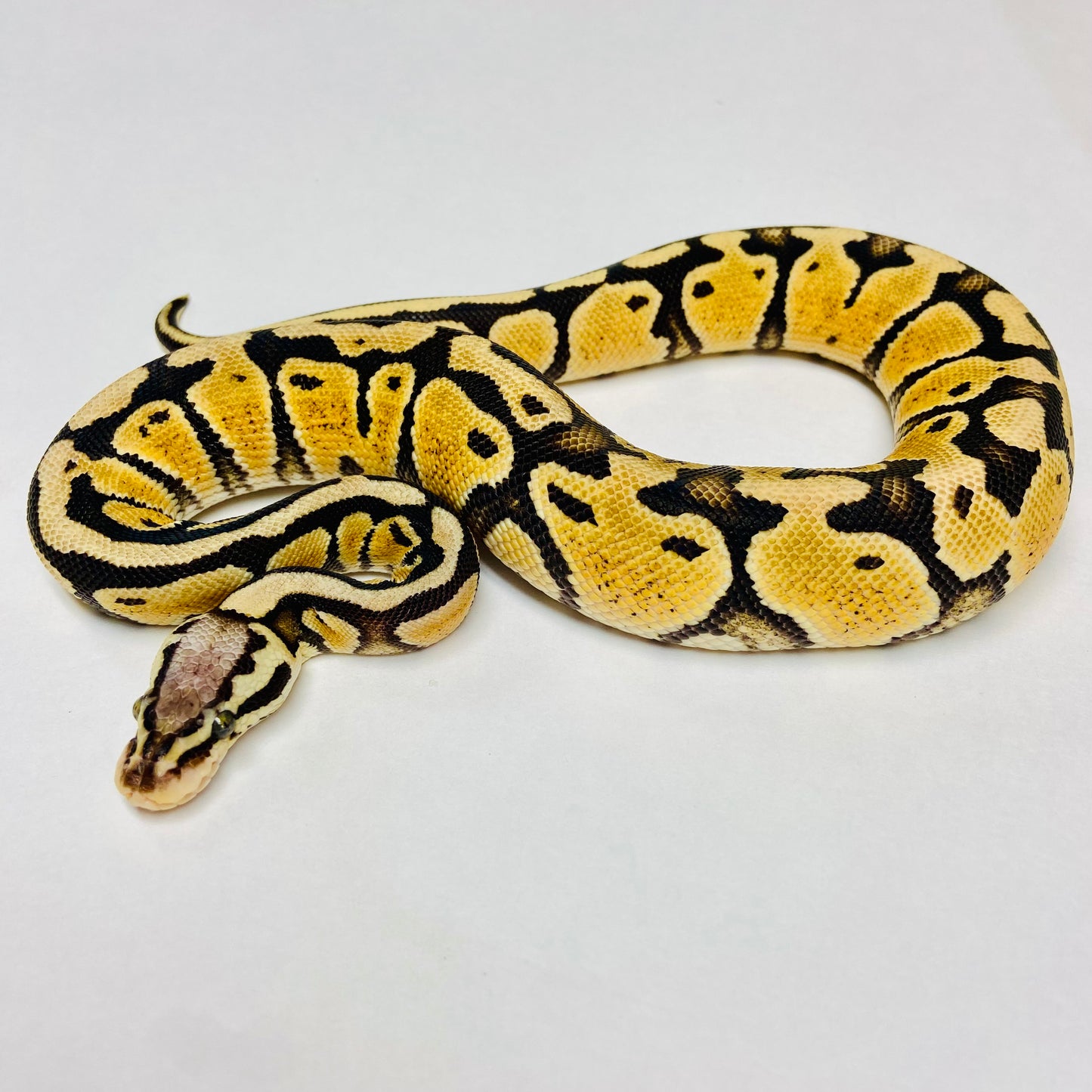 Pastel Vanilla Ball Python- Female #2023F04