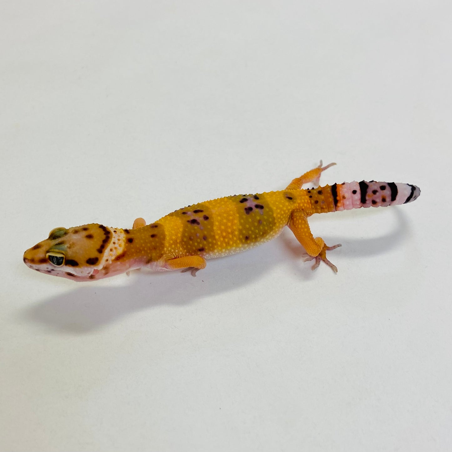 Tangerine Leopard Gecko Female #C-B2-52723-1