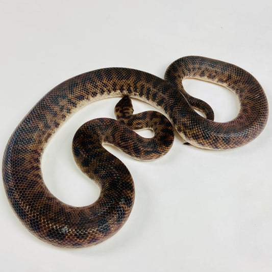 Adult Spotted Pythons -Breeding Group 7 snakes!