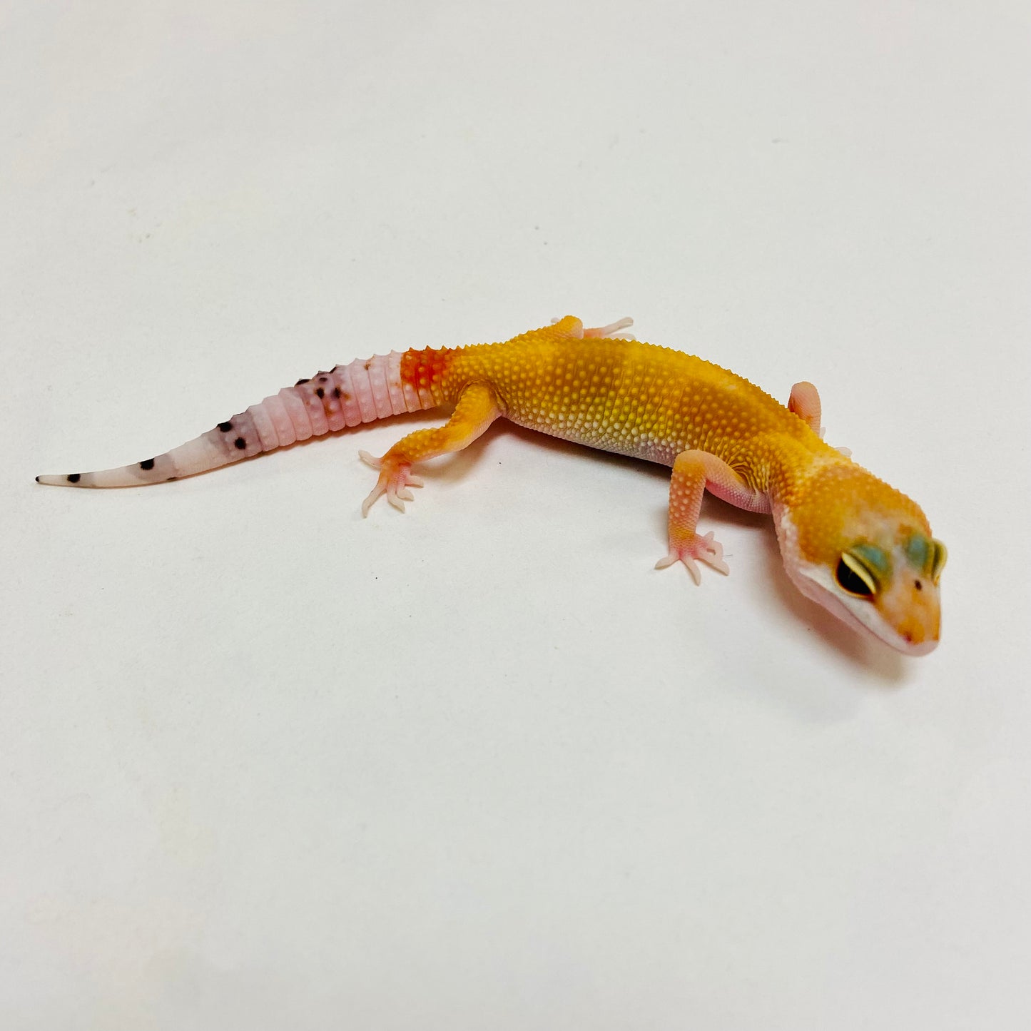 Super Hypo Tangerine Carrot Tail Baldy W/Y Leopard Gecko- Pos Male- #D-C10-61223-1