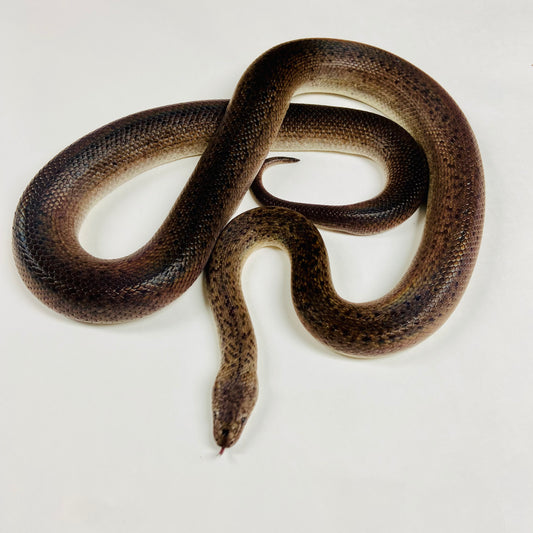 Adult Granite Spotted Python- Breeding Pair