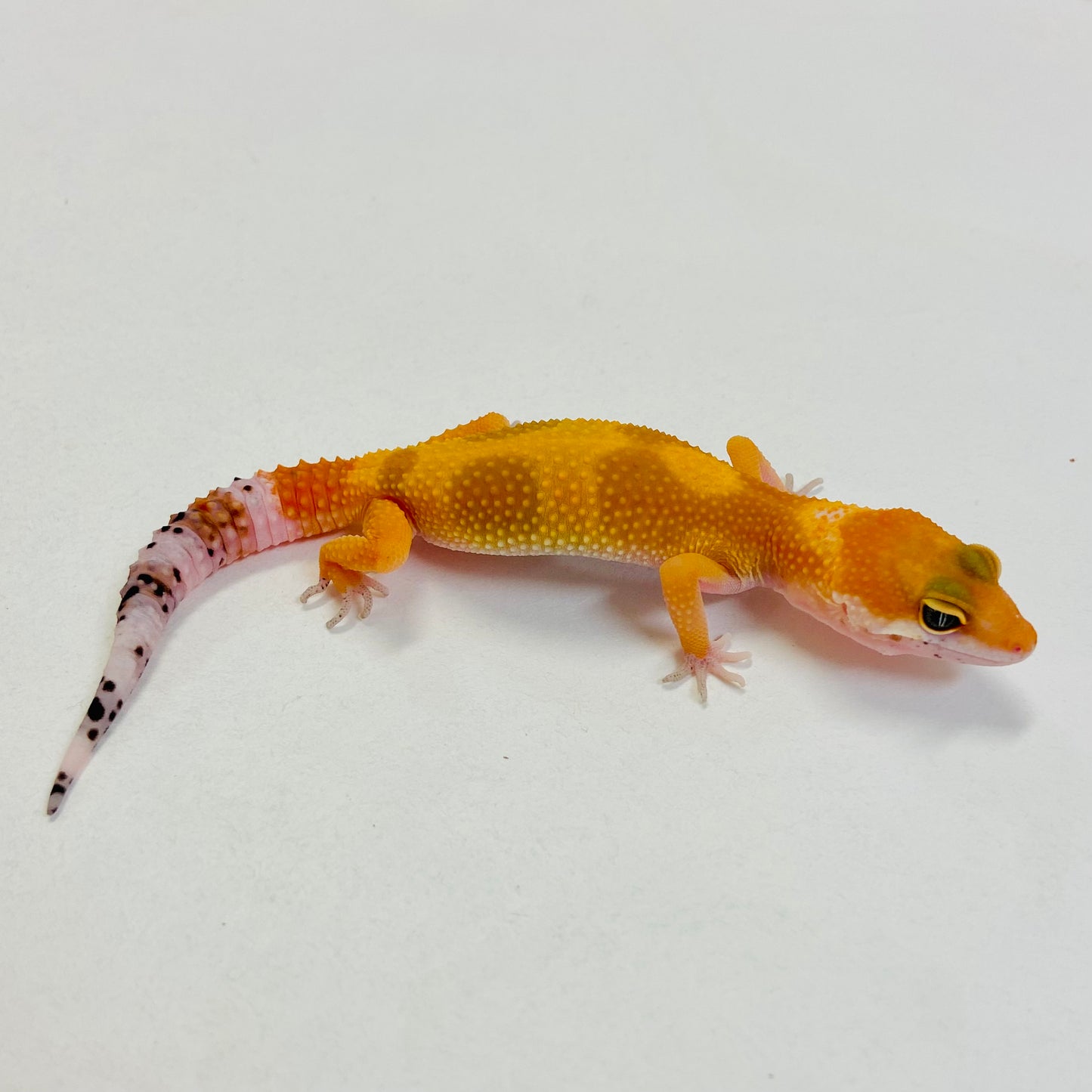Super Hypo Tangerine Carrot Tail Baldy Leopard Gecko Pos Female #C-B3-52723-1