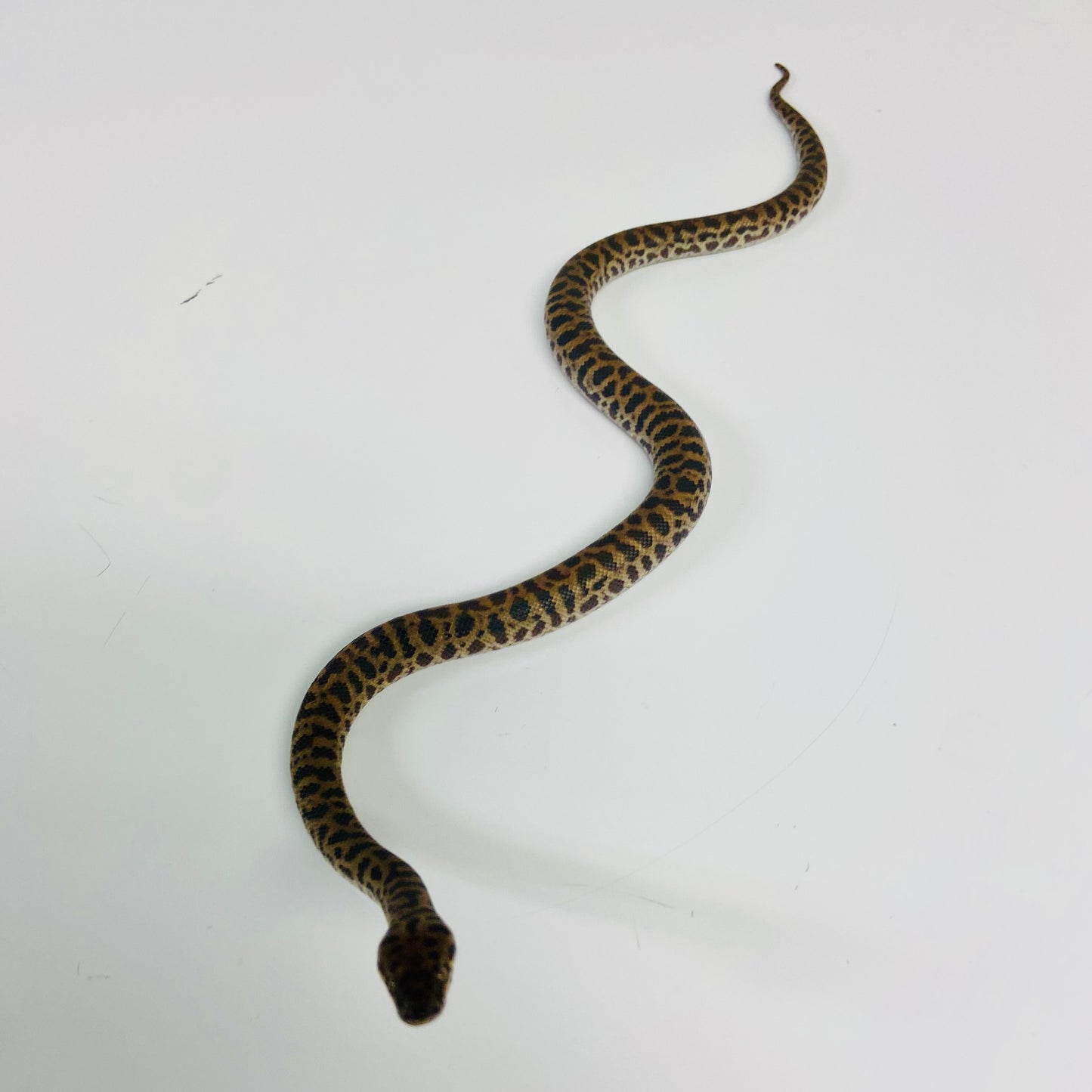 Spotted Python 2023 Male